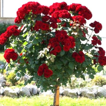 Роза Лаваглут Штамб