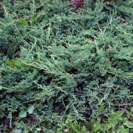 Можжевельник Юкон Белле горизонтальный