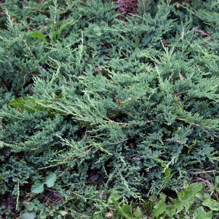 Можжевельник Юкон Белле горизонтальный