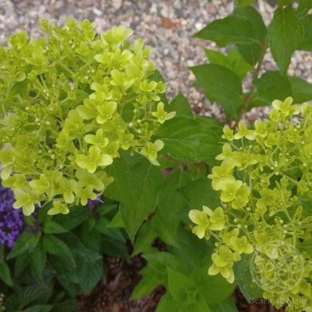 Гортензия Скайфолл метельчатая