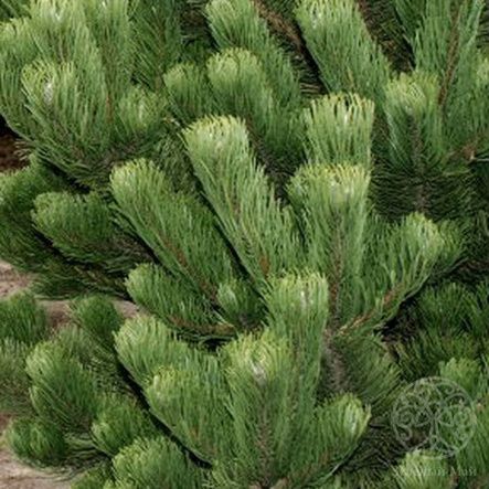 Сосна Орегон Грин 