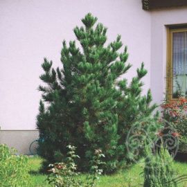 Сосна румелийская