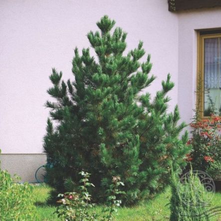 Сосна румелийская