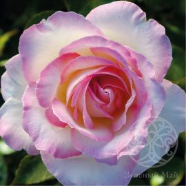 Роза Принцесс де Монако чайно-гибридная 