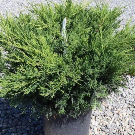 Можжевельник Блю Дануб казацкий 