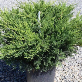 Можжевельник Блю Дануб казацкий 