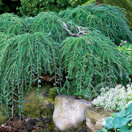 Тсуга Коулс Прострэйт канадская