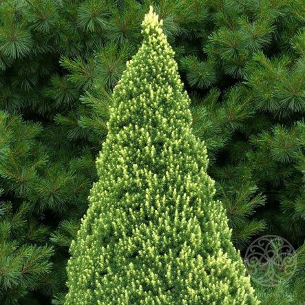 Ель Рэйнбоуз Энд канадская 