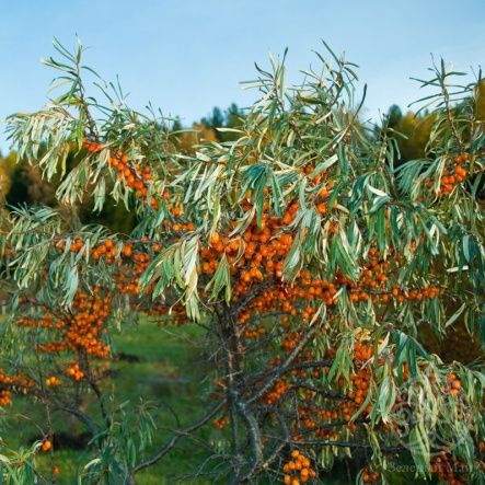 Облепиха Августина