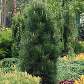 Сосна Грин Тауэр черная