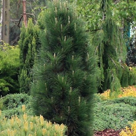 Сосна Грин Тауэр черная