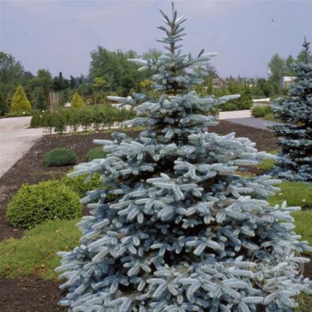 Ель Супер Блю Сидлинг