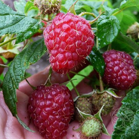 Малина Красная Королева бесшипная