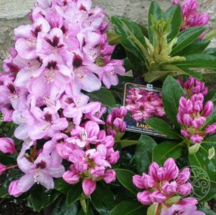 Рододендрон Лугано гибридный 75 см