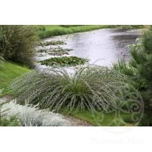 Ива Маяк пурпурная