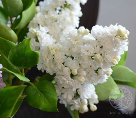 Сирень Память о Колесникове