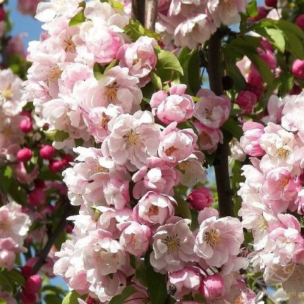 Яблоня Яркая Весна декоративная (махровая)