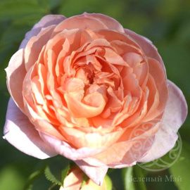 Роза Колетт флорибунда