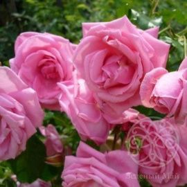 Роза Лавиния клаймбер