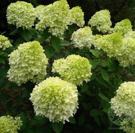 Гортензия Лаймлайт метельчатая 