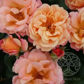 Роза Кубана современные шрабы