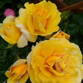 Роза Марко Поло чайно-гибридная 