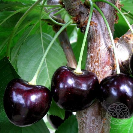 Черешня Ленинградская десертная