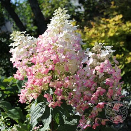 Гортензия Энджелс Блаш метельчатая