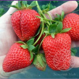 Клубника Елизавета 2