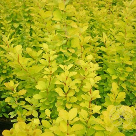 Барбарис Тунберга Мария