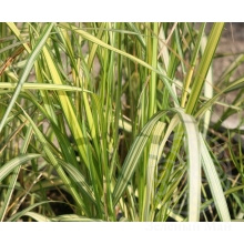 Вейник Ингланд остроцветковый