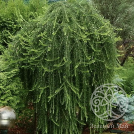 Лиственница Пули европейская