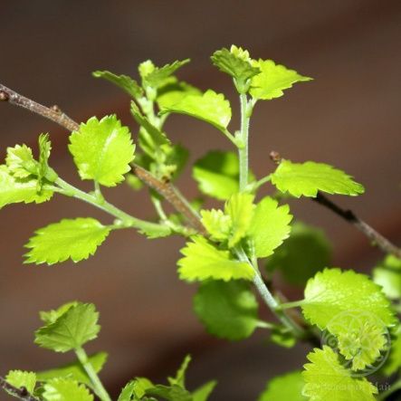Береза Голден Трэже карликовая