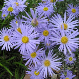 Калимерис Блю Стар