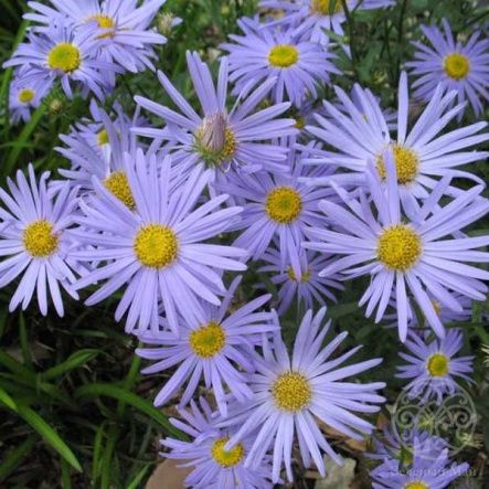 Калимерис Блю Стар