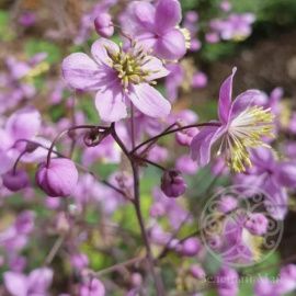 Василистник рохебрунский