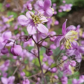 Василистник рохебрунский
