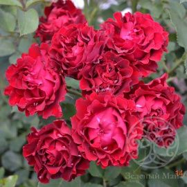 Роза Омаж Барбара чайно-гибридная