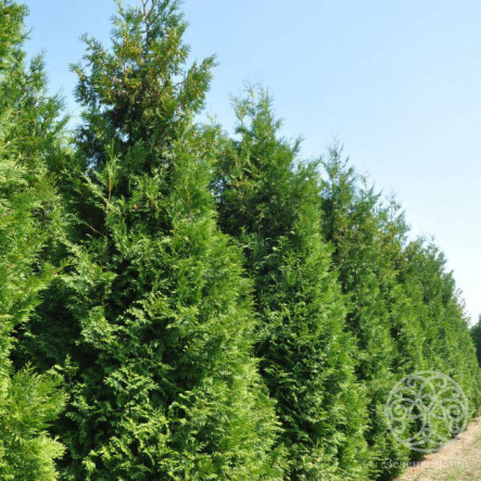 Туя Кинг оф Брабант западная