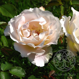 Роза Рококо шраб