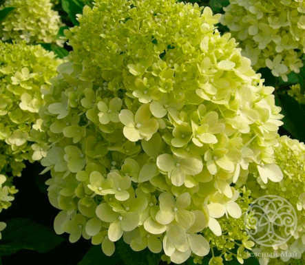 Гортензия Лаймлайт метельчатая 