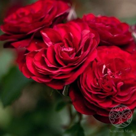 Роза Лаваглут Штамб