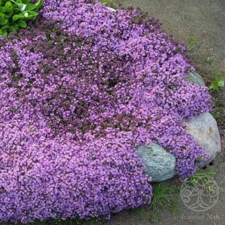 Тимьян ранний Minor