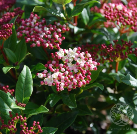 Калина Саржента Онондага