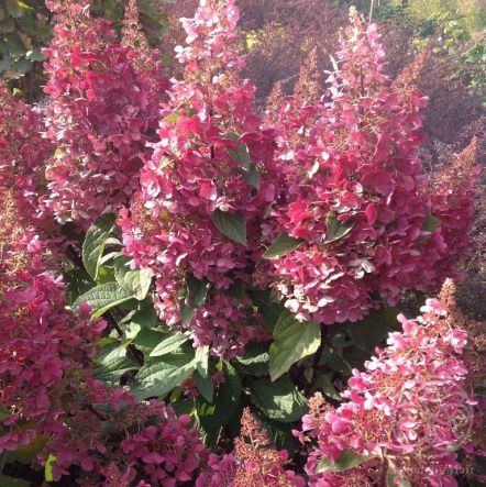 Гортензия Кэндллайт метельчатая