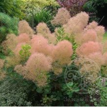 Скумпия Юная Леди кожевенная 