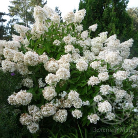 Гортензия Грандифлора метельчатая 