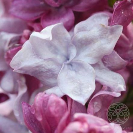 Сирень Катерина Хавемейер