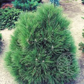 Сосна Спилберг черная 