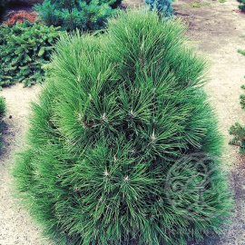 Сосна Спилберг черная 